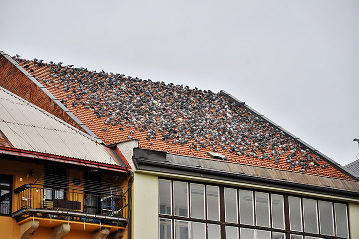 A2B Pest Control are able to install spikes to deter birds from roofs in Winsford. 