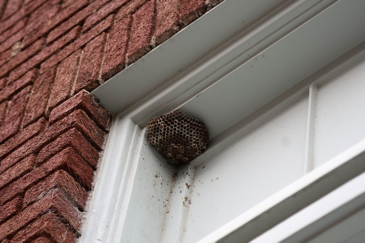 We provide a wasp nest removal service for domestic and commercial properties in Winsford.